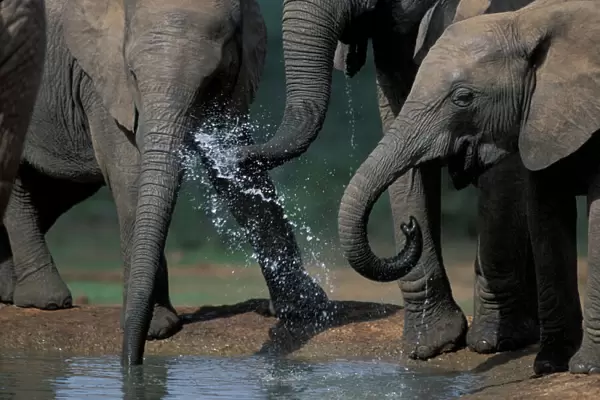 South Africa, Addo Elephant National Park, Elephant herd (Loxodonta africanus) drinks