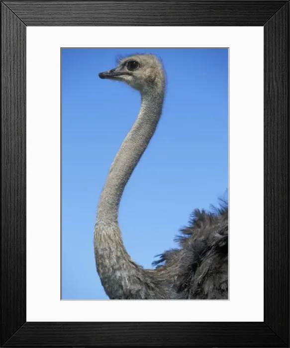 Framed Print : South Africa, Western Cape Province, Ostrich in farmers field (Struthio camelus) Framed Print : South Africa, Western Cape Province, Ostrich in farmers field (Struthio camelus)
