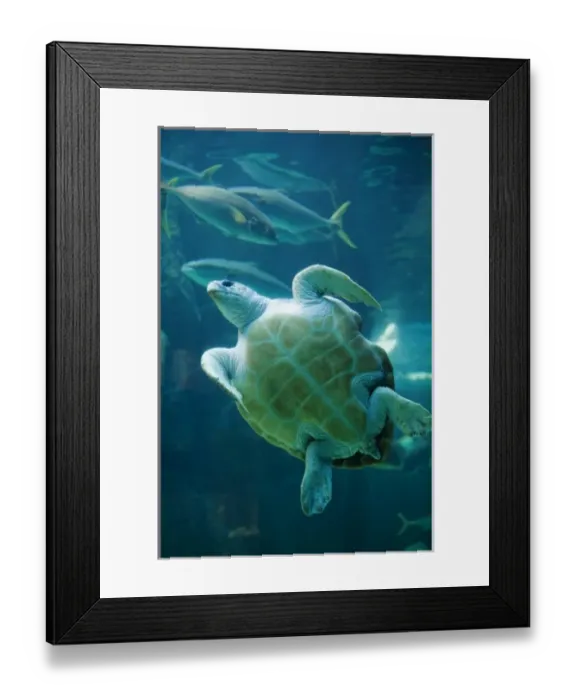 Framed Print : South Africa, Cape Town, Leatherback Turtle (Dermochelys coriacea) swimming inside Framed Print : South Africa, Cape Town, Leatherback Turtle (Dermochelys coriacea) swimming inside