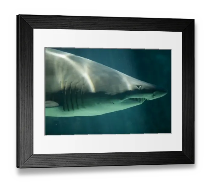 Framed Print : South Africa, Cape Town, Ragged Tooth Shark (Odontaspis ferox) swimming in Two Oceans Framed Print : South Africa, Cape Town, Ragged Tooth Shark (Odontaspis ferox) swimming in Two Oceans