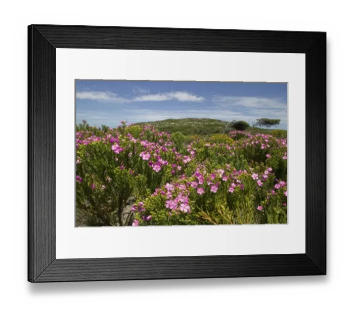 Framed Print : South Africa, Table Mountain National Park, Wildflowers bloom on fynbos vegetation Framed Print : South Africa, Table Mountain National Park, Wildflowers bloom on fynbos vegetation
