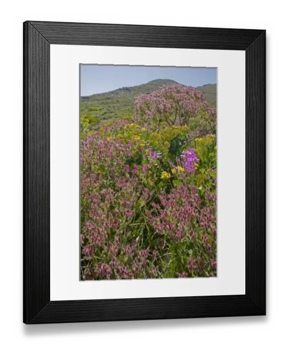 Framed Print : Africa, South Africa Framed Print : Africa, South Africa