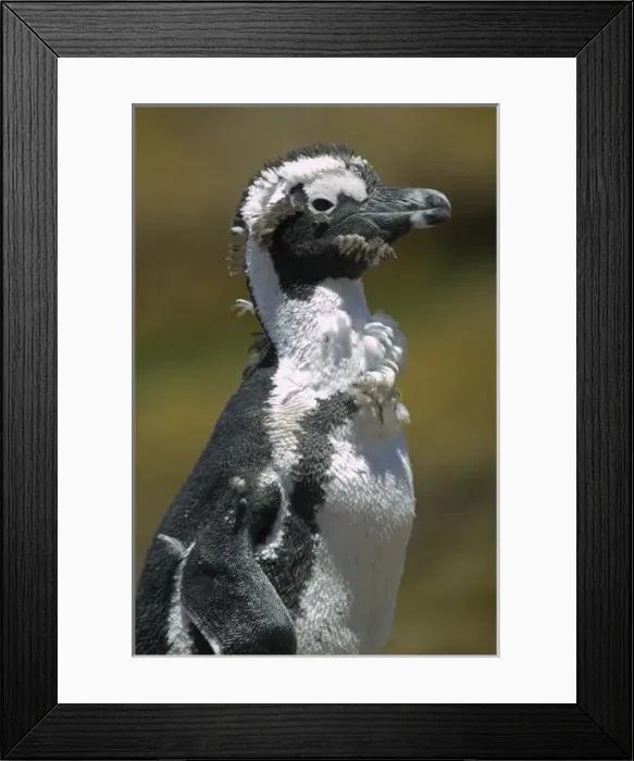 Framed Print : South Africa, Simons Town, African (Jackass) Penguin (Spheniscus demersus) standing