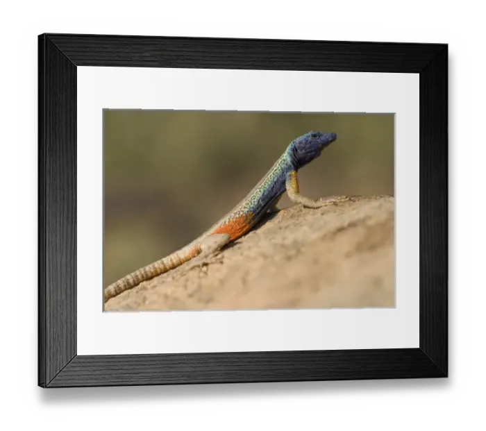 Framed Print : Africa, South Africa Framed Print : Africa, South Africa