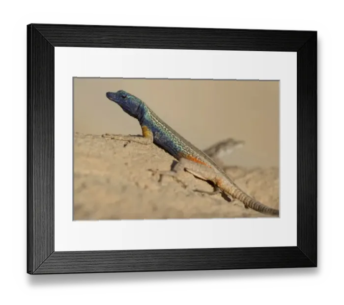 Framed Print : Africa, South Africa Framed Print : Africa, South Africa