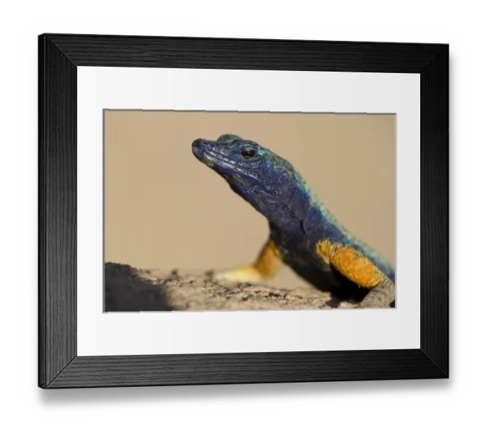 Framed Print : Africa, South Africa Framed Print : Africa, South Africa