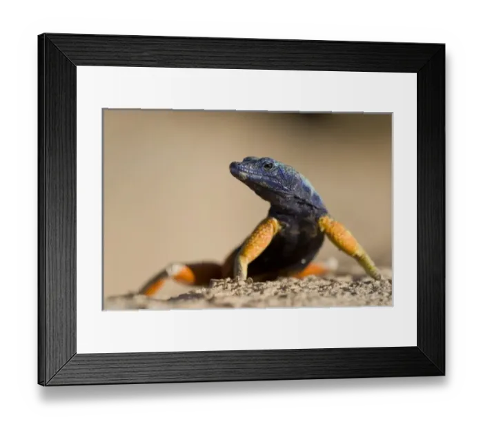 Framed Print : Africa, South Africa Framed Print : Africa, South Africa