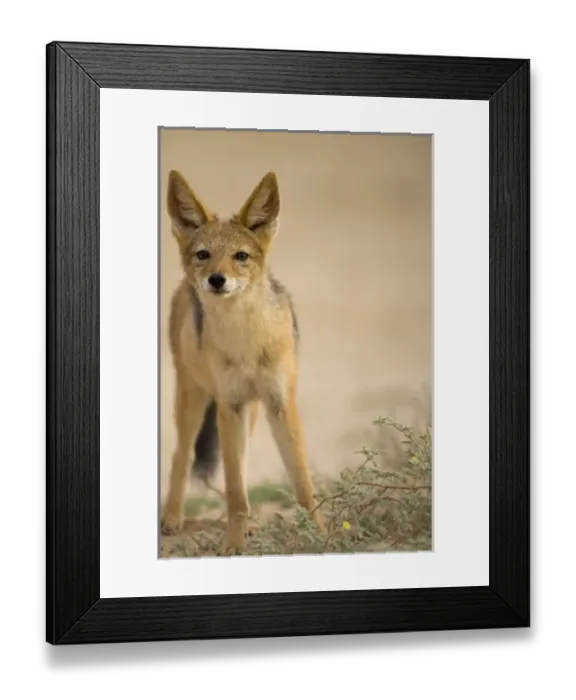 Framed Print : Africa, South Africa Framed Print : Africa, South Africa