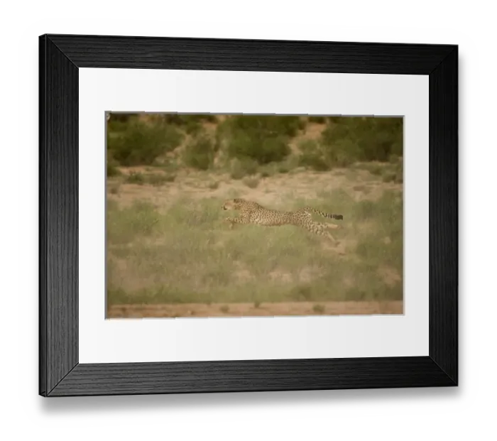 Framed Print : Africa, South Africa Framed Print : Africa, South Africa