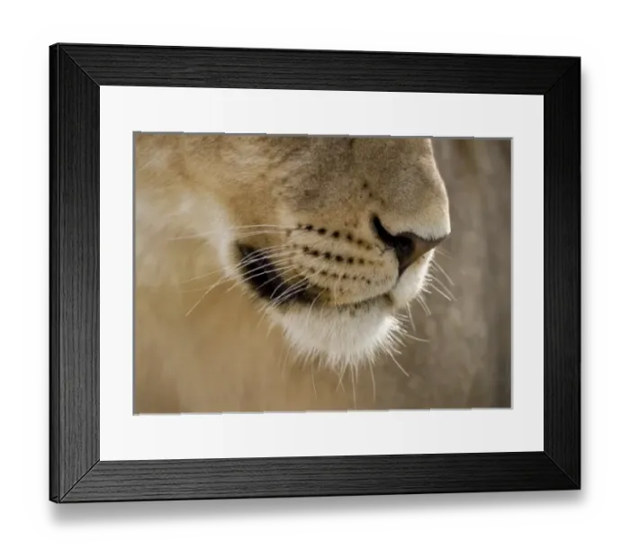 Framed Print : Africa, South Africa Framed Print : Africa, South Africa