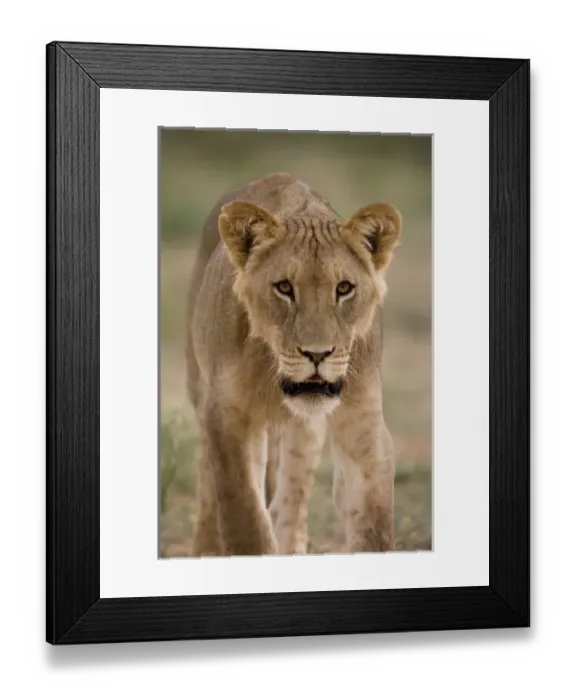 Framed Print : Africa, South Africa Framed Print : Africa, South Africa