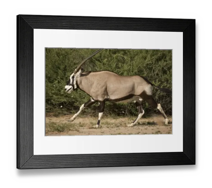 Framed Print : Africa, South Africa Framed Print : Africa, South Africa