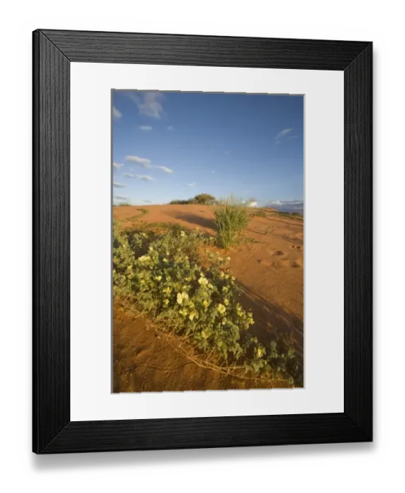 Framed Print : South Africa, Kgalagadi Transfrontier Park, Yellow wildflowers in red sand dunes