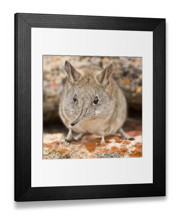 Framed Print : Africa, South Africa Framed Print : Africa, South Africa