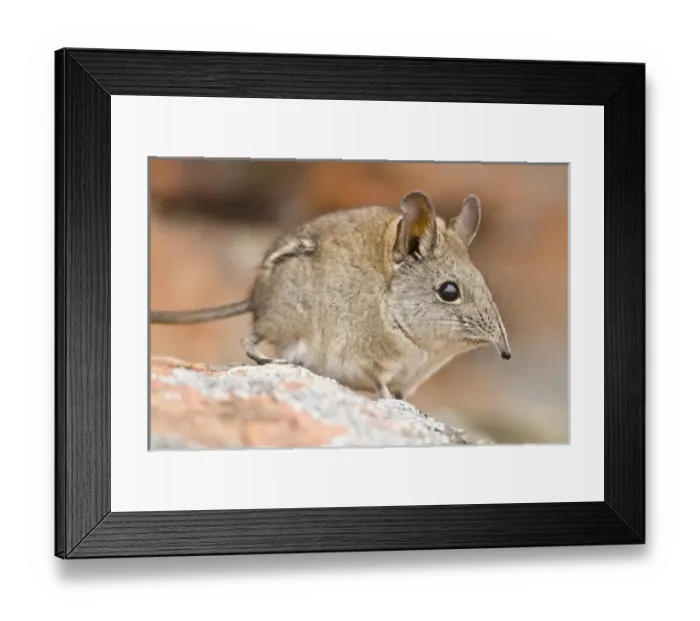 Framed Print : Africa, South Africa Framed Print : Africa, South Africa