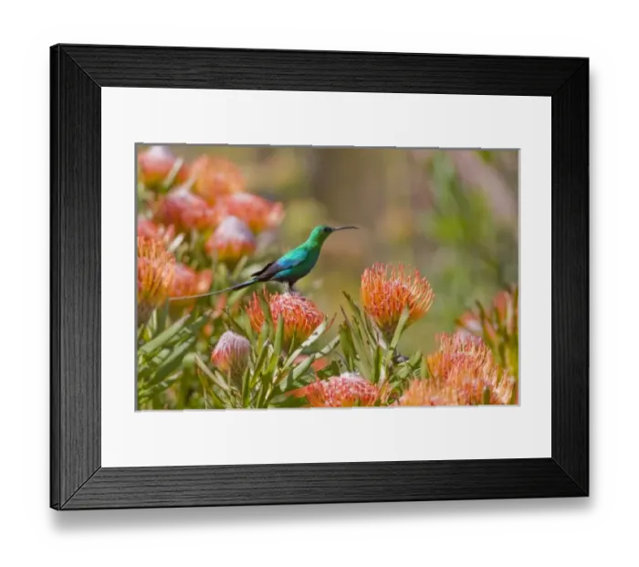 Framed Print : Africa, South Africa Framed Print : Africa, South Africa