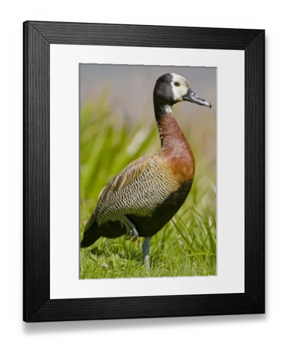 Framed Print : Africa, South Africa