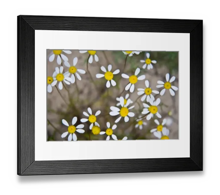 Framed Print : Africa, South Africa Framed Print : Africa, South Africa