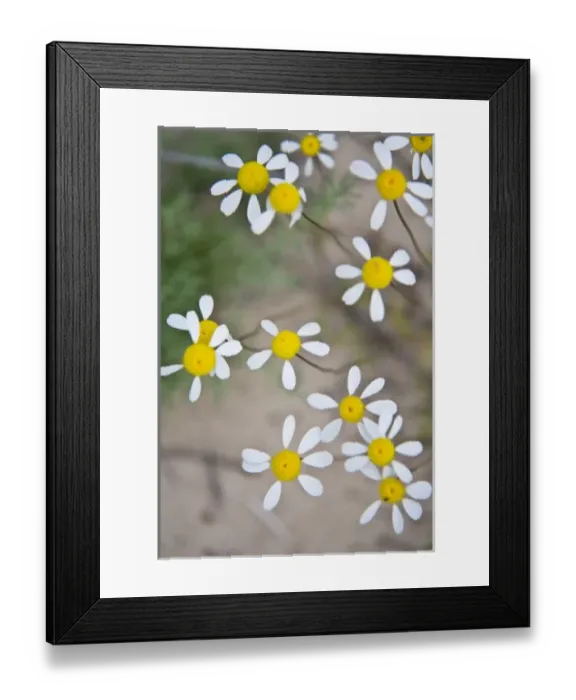 Framed Print : Africa, South Africa Framed Print : Africa, South Africa