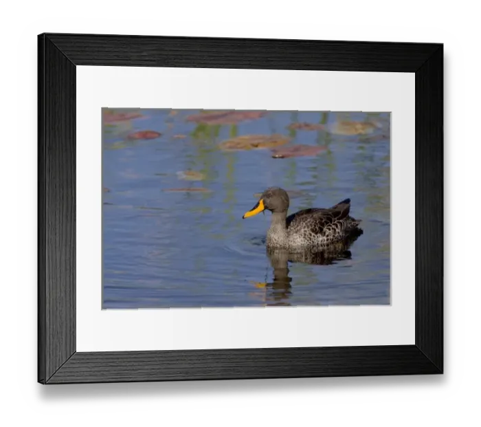 Framed Print : Yellow-billed Duck swims in pond at Bushmans Kloof in Western Cape Province, South Africa Framed Print : Yellow-billed Duck swims in pond at Bushmans Kloof in Western Cape Province, South Africa