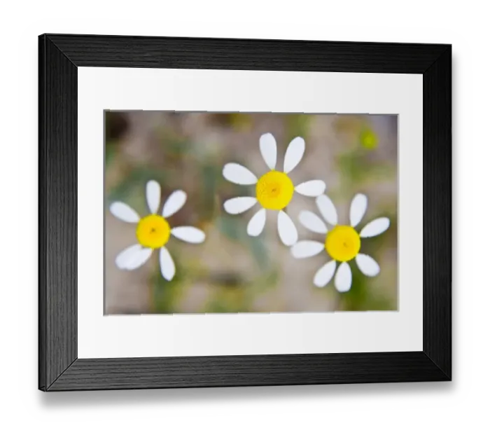 Framed Print : Africa, South Africa Framed Print : Africa, South Africa