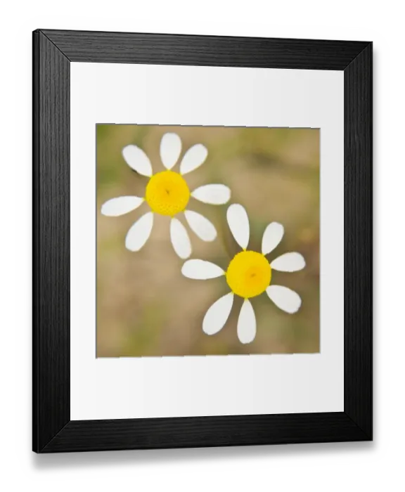 Framed Print : Africa, South Africa Framed Print : Africa, South Africa