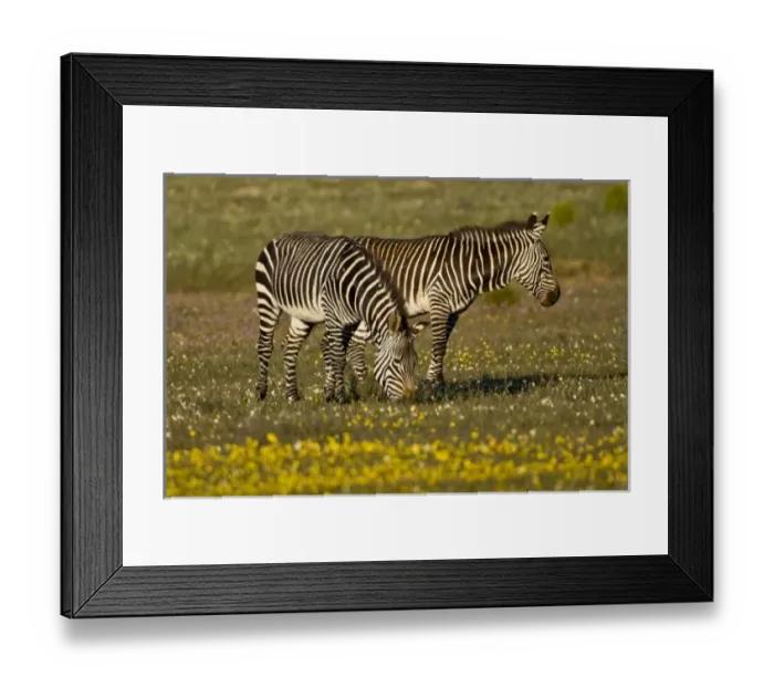 Framed Print : Cape Mountain Zebras at Bushmans Kloof in Western Cape Province, South Africa Framed Print : Cape Mountain Zebras at Bushmans Kloof in Western Cape Province, South Africa