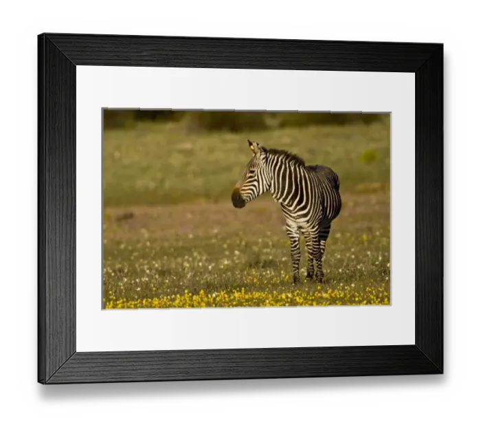 Framed Print : Cape Mountain Zebras at Bushmans Kloof in Western Cape Province, South Africa