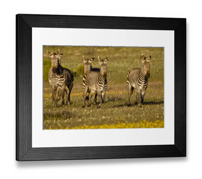 Framed Print : Cape Mountain Zebras at Bushmans Kloof in Western Cape Province, South Africa Framed Print : Cape Mountain Zebras at Bushmans Kloof in Western Cape Province, South Africa