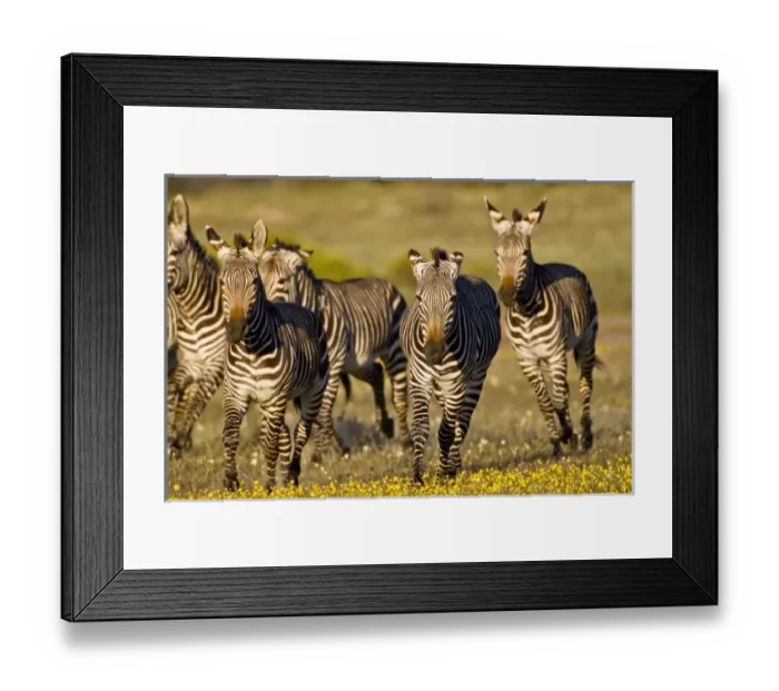 Framed Print : Africa, South Africa Framed Print : Africa, South Africa