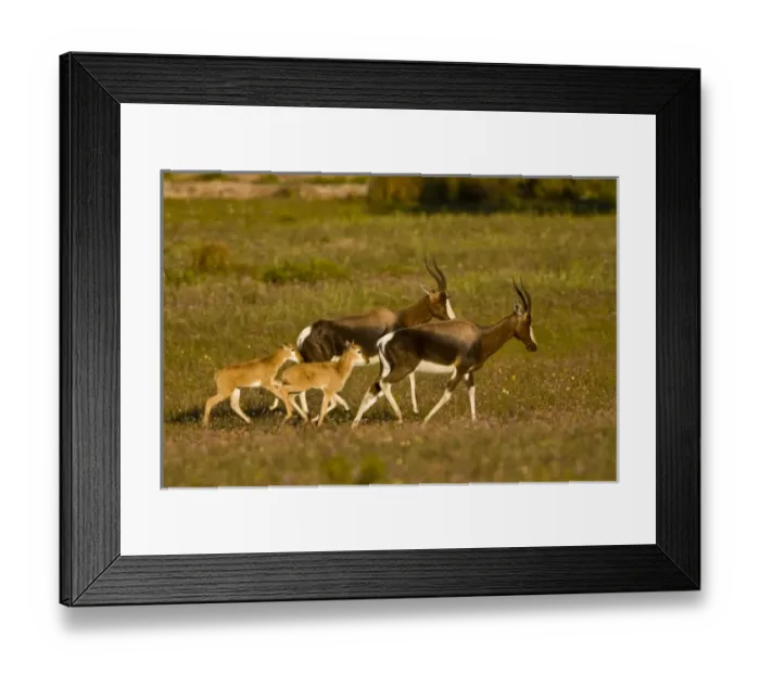 Framed Print : Bontebok, a rare antelope, at Bushmans Kloof in Western Cape Province, South Africa