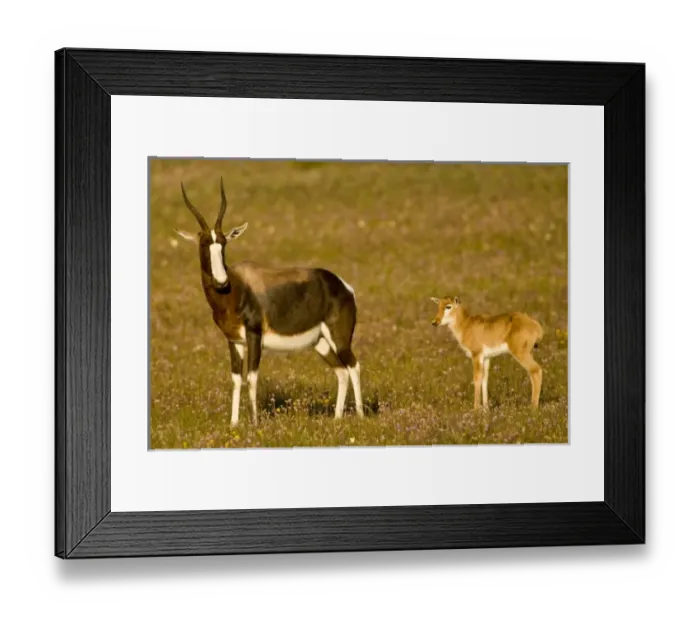 Framed Print : Bontebok, a rare antelope, at Bushmans Kloof in Western Cape Province, South Africa Framed Print : Bontebok, a rare antelope, at Bushmans Kloof in Western Cape Province, South Africa
