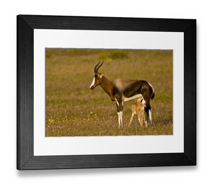 Framed Print : Bontebok, a rare antelope, at Bushmans Kloof in Western Cape Province, South Africa Framed Print : Bontebok, a rare antelope, at Bushmans Kloof in Western Cape Province, South Africa