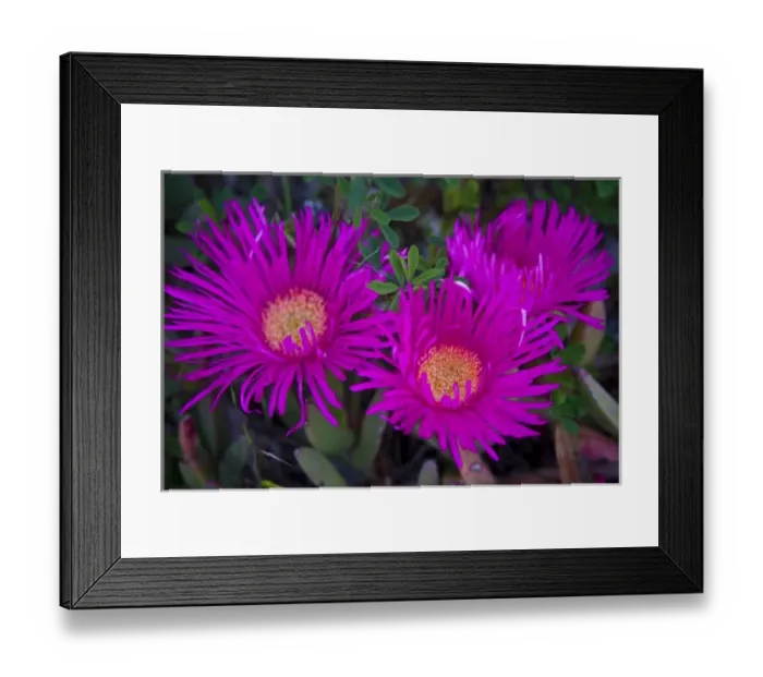 Framed Print : Ice Plant in western Cape NP, South Africa Framed Print : Ice Plant in western Cape NP, South Africa