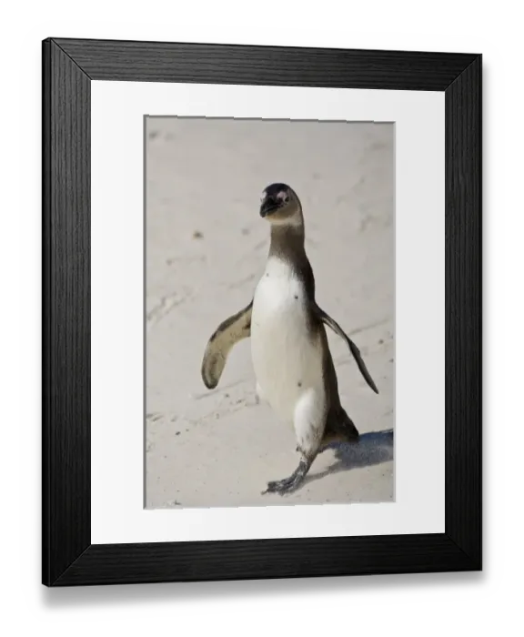 Framed Print : African Penguin, formerly known as Jackass Penguin at Boulders beach near Cape Town, South Africa Framed Print : African Penguin, formerly known as Jackass Penguin at Boulders beach near Cape Town, South Africa
