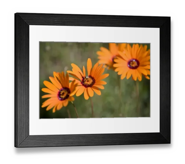 Framed Print : Africa, South Africa Framed Print : Africa, South Africa