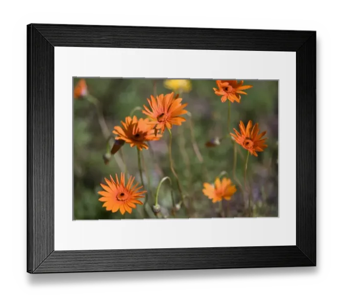 Framed Print : Flowers at Kirstenbosch National Botanical Gardens near Capetown, South Africa Framed Print : Flowers at Kirstenbosch National Botanical Gardens near Capetown, South Africa