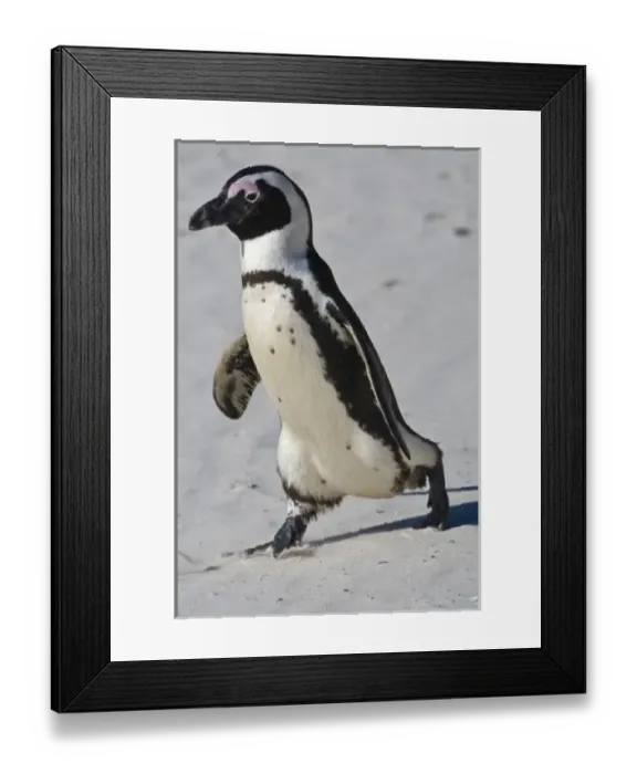 Framed Print : African Penguin, formerly known as Jackass Penguin at Boulders beach near Cape Town, South Africa Framed Print : African Penguin, formerly known as Jackass Penguin at Boulders beach near Cape Town, South Africa