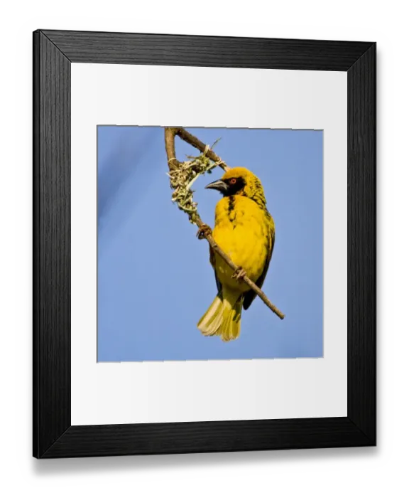 Framed Print : Africa, South Africa