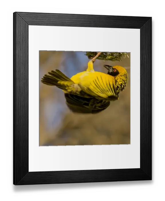 Framed Print : Southern Masked Weaver in Drakensberg Mountains, South Africa Framed Print : Southern Masked Weaver in Drakensberg Mountains, South Africa