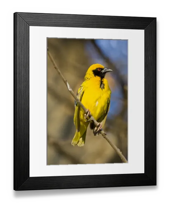Framed Print : Africa, South Africa
