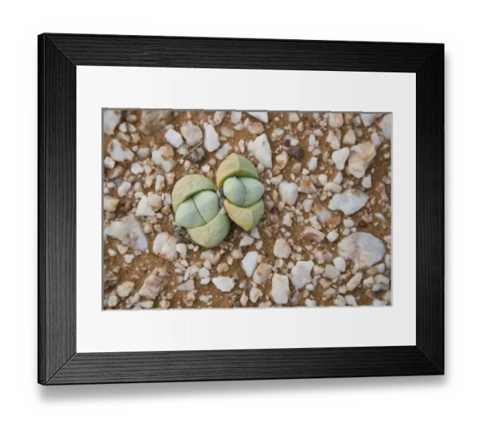 Framed Print : Succulents and quartz cover the ground in Northern Cape Province, South Africa Framed Print : Succulents and quartz cover the ground in Northern Cape Province, South Africa