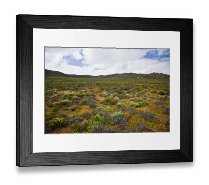 Framed Print : Flowers bloom in the South African spring in Namaqualand, Northern Cape Province Framed Print : Flowers bloom in the South African spring in Namaqualand, Northern Cape Province