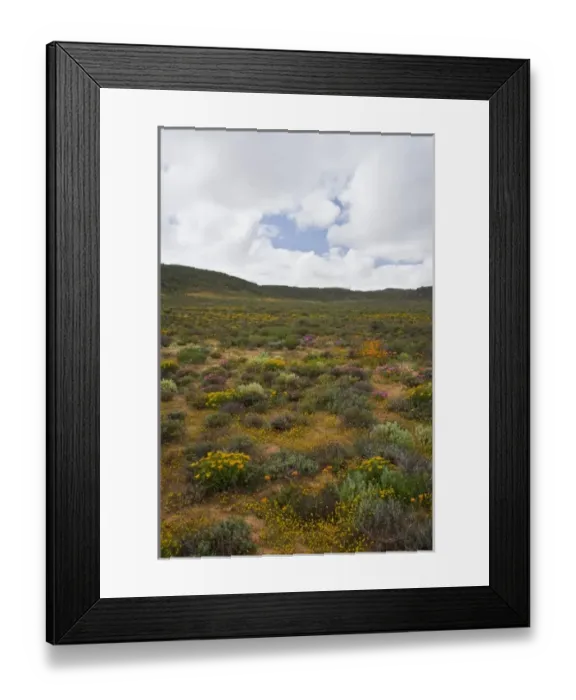 Framed Print : Flowers bloom in the South African spring in Namaqualand, Northern Cape Province Framed Print : Flowers bloom in the South African spring in Namaqualand, Northern Cape Province