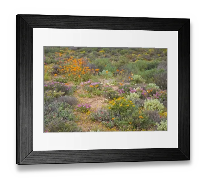 Framed Print : Unknown. Flowers bloom in the South African spring in Namaqualand, Northern Cape Province Framed Print : Unknown. Flowers bloom in the South African spring in Namaqualand, Northern Cape Province