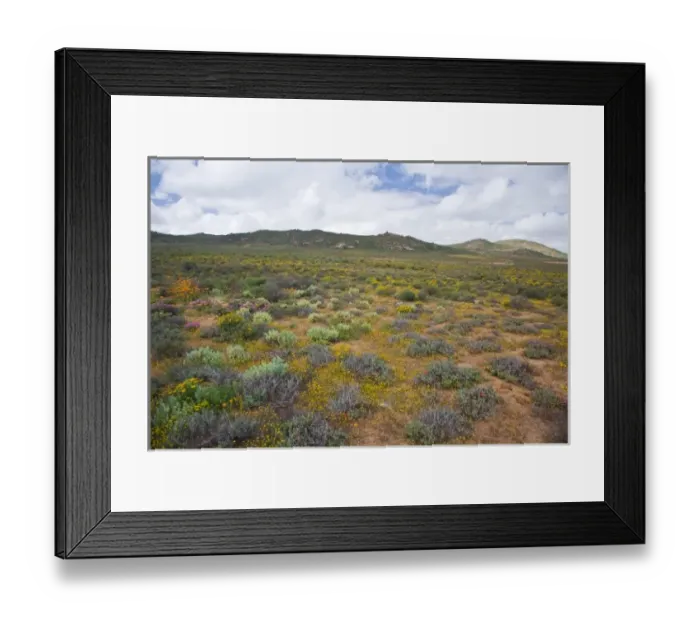 Framed Print : Flowers bloom in the South African spring in Namaqualand, Northern Cape Province Framed Print : Flowers bloom in the South African spring in Namaqualand, Northern Cape Province