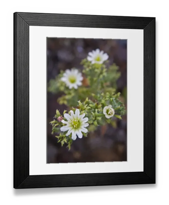 Framed Print : Dew covers flowers near Nieuwvodtville, Northern Cape Province, South Africa