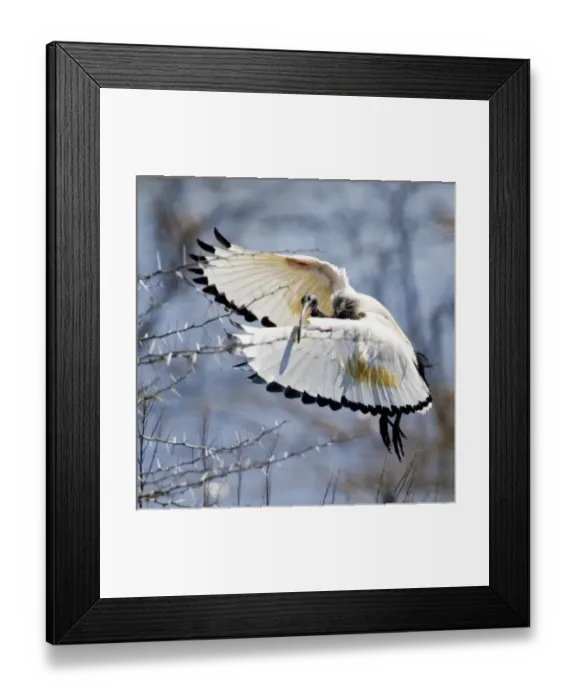 Framed Print : Sacred Ibis in flight near Kamieskroon, Northern Cape Province, South Africa Framed Print : Sacred Ibis in flight near Kamieskroon, Northern Cape Province, South Africa
