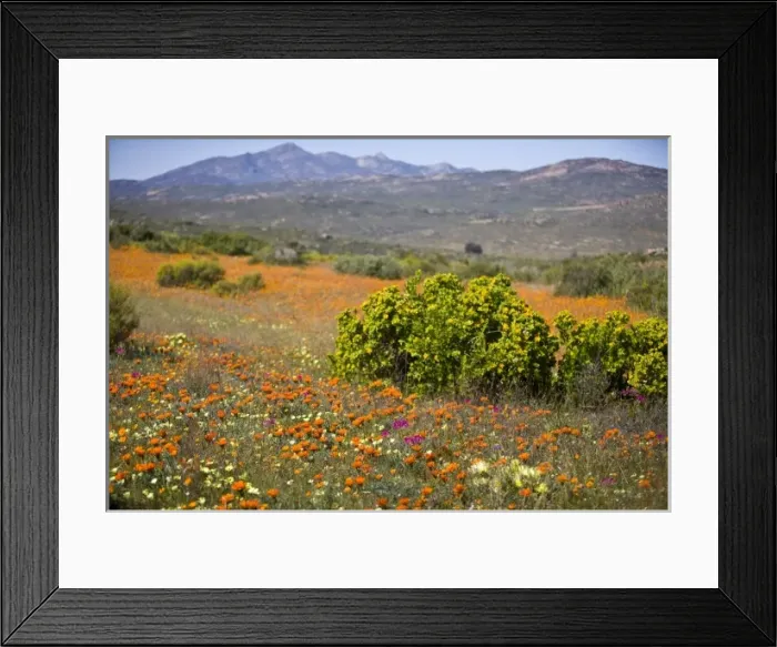Framed Print : Africa, South Africa Framed Print : Africa, South Africa