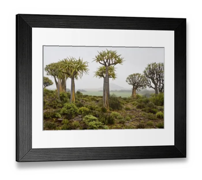 Framed Print : Africa, South Africa Framed Print : Africa, South Africa